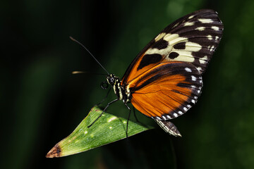 Tiger Longwing Butterfly