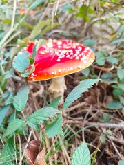 fly agaric mushroom