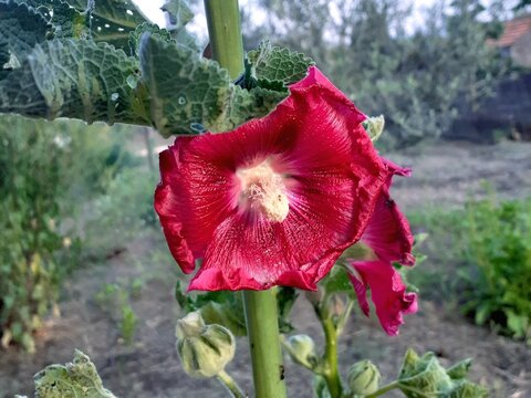 Un fiore rosso di malvarosa un po' sfiorito.