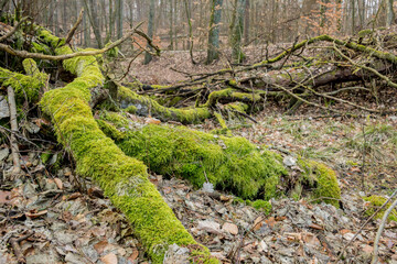 Obraz premium dead trees, fallen tree stumps, natural forest, ecology, nature, environment, dead wood, stumps, logs, forest floor