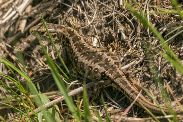 female sand lizard, lacerta agilis, ready to lay eggs, pregnant female, reptile, scaly