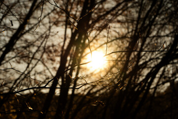 ramo illuminato dal sole