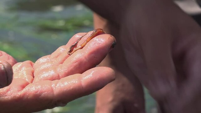 lugworm fishing bait in the hand - 69