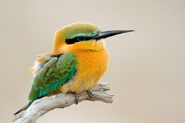 Obraz premium A colorful bird sits atop a tree branch, surrounded by lush foliage