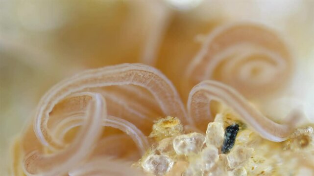 Worm Polychaeta Neoamphitrite figulus, family Terebellidae under a microscope, phylum Annelida. The video shows tentacles. White Sea