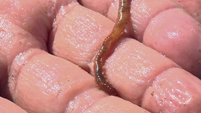 lugworm in the fisherman hand - 70