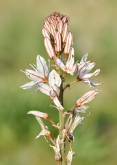 medicinal plants that grow spontaneously in nature