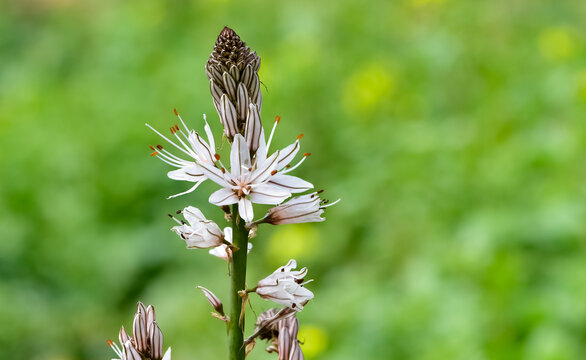 medicinal plants that grow spontaneously in nature
