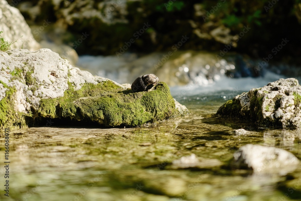 Poster a bird sits on a rock submerged in calm water