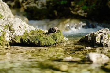 A bird sits on a rock submerged in calm water