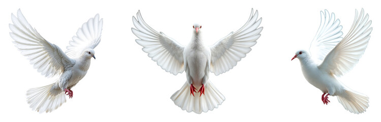 Collection of various White dove isolated on transparent background.
