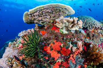 Tropical fish next to hard and soft corals on a healthy coral reef