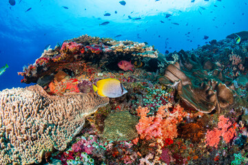 Vividly colored soft corals and butterflyfish on a tropical coral reef in Indonesia