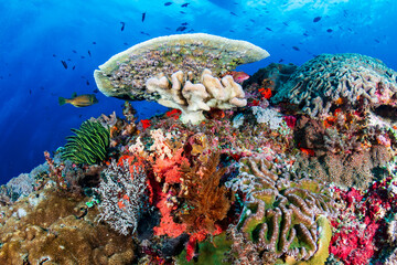 Tropical fish swarming around colorful hard and soft corals on a coral reef