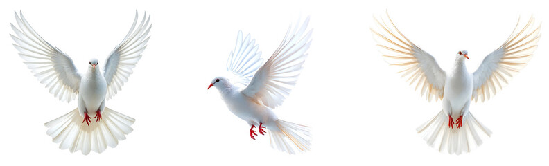 Obraz premium Collection of various White dove isolated on transparent background.