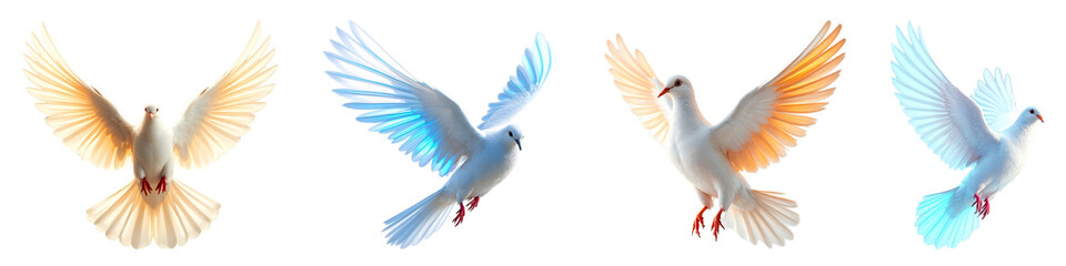 Fototapeta premium Set of various White dove isolated on transparent background.