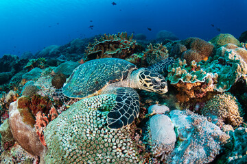 Hawksbill Turtle (eretmochelys imbricata) feeding on a tropical coral reef at Nusa Penida, Bali