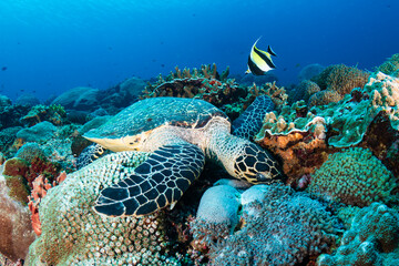 Hawksbill Turtle on a coral reef with clear, blue water