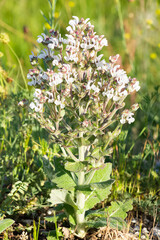 plants that grow spontaneously in nature. plants with white flowers.