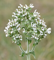 plants that grow spontaneously in nature. plants with white flowers. © akif