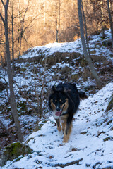 cane che cammina nel sentiero