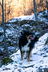 cane sul sentiero nel bosco