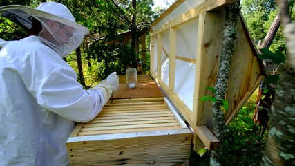 Beekeeper slowly prepares beehive to pull some frames or screen full of honeycombs of honey to harvest it or check them up