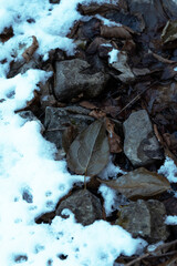foglia sui sassi tra la neve