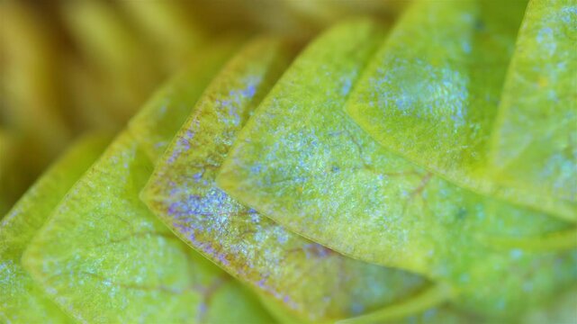 Epitoky form worm Polychaeta Nereis virens under microscope, family Nereididae. Modified enlarged parapodia rowing plates with circulatory system to improve swimming ability. White Sea