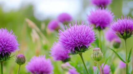 Field with purple flowers, beautiful natural scenery