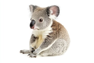 Fototapeta premium A koala bear standing on its hind legs, a unique and adorable pose