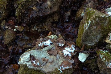 foglie sulle rocce
