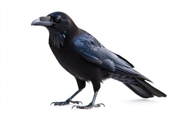 A black bird perched on a white surface, ready to take flight