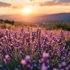 Obraz premium Lavender Field Sunset Golden Hour Blossoms