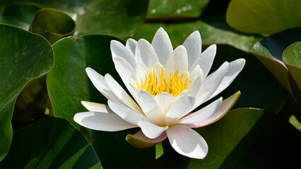 plants that grow in water. photos of lotus flowers.