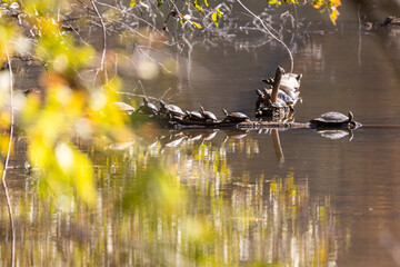 Aquatic turtles bask on logs in lake
