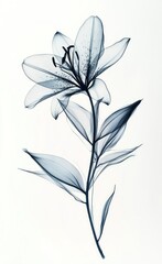 Naklejka premium X-ray image of a single lily flower with leaves and stem on white background.