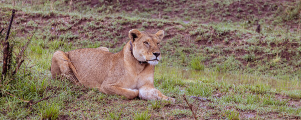 Female lion with leather collar with gps system In Serengeti in Tanzania, East Africa