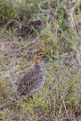 Black-bellied bustard (Lissotis melanogaster) also called black-bellied korhaan hiding between grass in Serengeti in Tanzania, East Africa