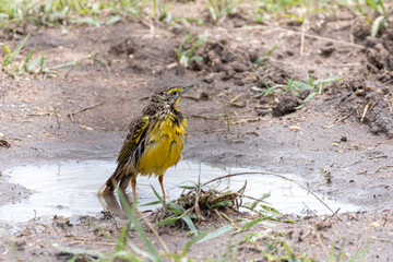 Female Yellow-throated longclaw (Macronyx croceus) taking a bath in a little mud pool In Serengeti in Tanzania, East Africa