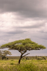 Vertical landscape with beautiful shaped Aacacia tree in front of clouded sky during rainy season in Serengeti in Tanzania, East Africa