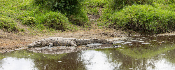 Large Nile crocodile (Crocodylus niloticus) sleeping along pond in Serengeti in Tanzania, East Africa