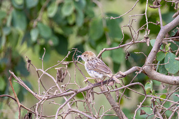 Rattling cisticola (Cisticola chiniana) perched on branche and common in savannah of East Africa in Serengeti in Tanzania