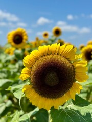 Sunflower field