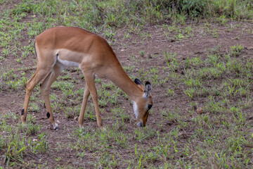 Female Grant Gazelle (Nanger granti) looking for food in woodland in Serengeti in Tanzania, East Africa