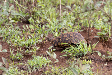 Leopard tortois (Stigmochelys pardalis) walking on grassland in Serengeti in Tanzania, East Africa