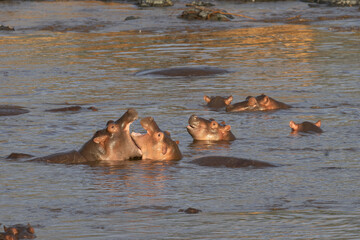 Fototapeta premium Juvenile Hippo (Hippopotamus) fighting in Retima hippo pool in the center of Serengeti in Tanzania, East Africa