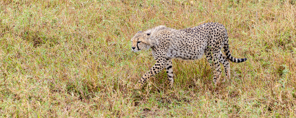 Cheetah (Acinonyx jubatus) scanning the environment in Serengeti in Tanzania, East Africa