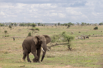 Obraz premium Old bull walking lonely through the endless plains in Serengeti in Tanzania, East Africa