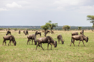 Obraz premium Wildebeest grazing in grassland in Serengeti in Tanzania, East Africa